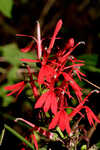 Cardinal flower